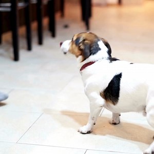 11 reactions | Teaching your pet tricks is a great way to have fun and spend time together! ❤️ It also helps their brain grow stronger. Just remember to be patient! Use positive reinforcement, like treats and praise, to make learning enjoyable. Learn fun pet tricks you can teach your furry friend here.  https://www.petangel.com.au/fun-pet-tricks-you-can-teach-your-furry-friend/ #petangelfunerals #pettricks #teachingpettrick #pettrainingtips | Pet Angel - Australia | Facebook