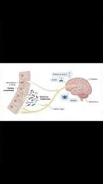 El secreto de la serotonina que nadie te contó 🧠