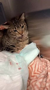 Juniper Update. 🙏.. Thank you for your support 🙏❤️ #davidloop65 | David Loop