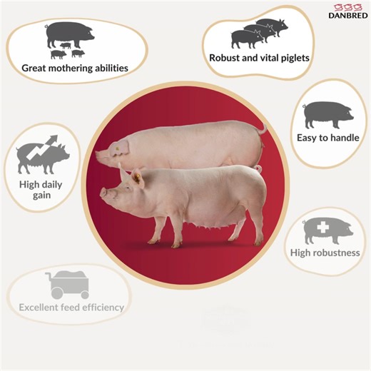 Discover how our efficient sow management and superior mothering abilities lead to a remarkable EUR 5,524 return per sow per year 🤩 The DanBred sow has excellent mothering abilities and can take care of many piglets - that makes management so much easier for your farm employees. With just four hours of work for the entire cycle of producing one litter, your profits will escalate! Be smart about your labour costs: choose the DanBred sow 🐷🐷 Dive into the details here: www.danbred.com/breeding-f