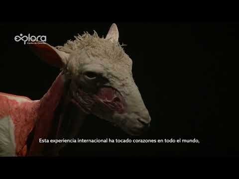 BODY WORLDS ANIMAL INSIDE OUT - Safari de Ciencias