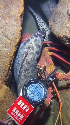 #fishinglife #lobster #eel #fishingfrontier #spearfishing #fyp | Fishing Frontier