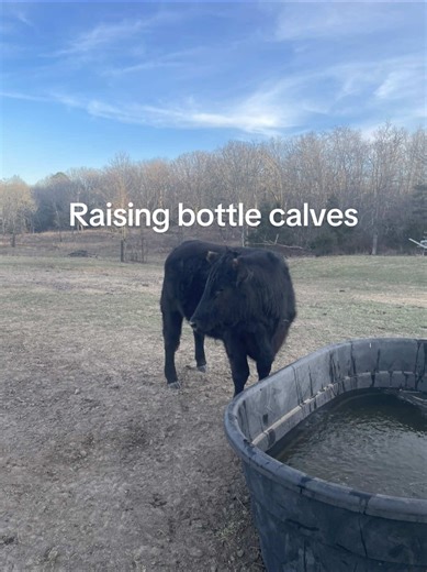 Raising Healthy Bottle Calves on the Homestead