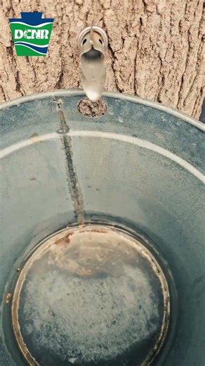 Maple Sugaring at Parker Dam State Park