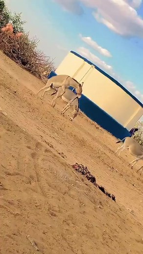 Donkey enjoy in jungle #donkey