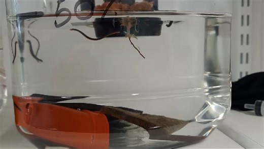RAW VIDEO: Great Suck-cess! Scottish Breeding Programme Sees First Baby Leeches Born 2/3