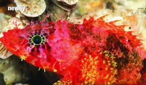 Scientists Keep Finding Strange, New Creatures in the Oceans (Video)