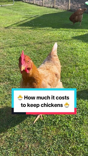 Cost of Keeping Chickens: A Homesteading Guide