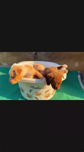 French Bulldog Training Tips for New Owners