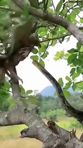 The giant python climbs the tree to approach the eagle's nest, the mother eagle confronts the danger to protect its nest | Nature Of Worlds