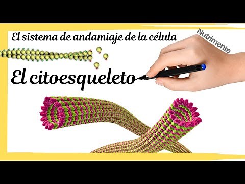 The cytoskeleton