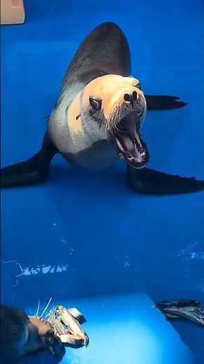 Up Close Sea Lion Feeding Moment 🦭 | Nature Shorts