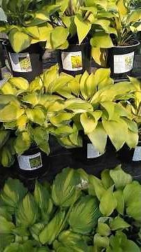 Solving Hosta Problems