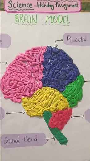 Easy brain model by clay 🧠#model #shorts