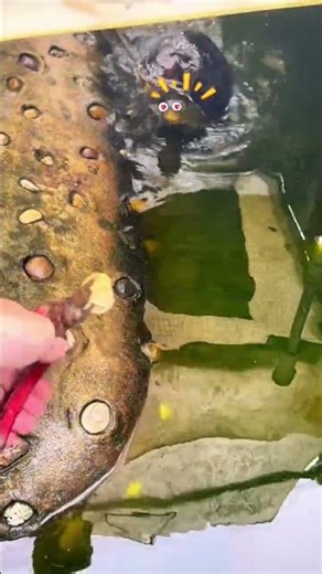 Patience and Precision: Feeding a Red-Eared Slider by Hand #leastconcern