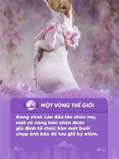 Chó Chụp Ảnh Bầu Lần Đầu Lên Chức Mẹ: Kỷ Niệm Đáng Yêu