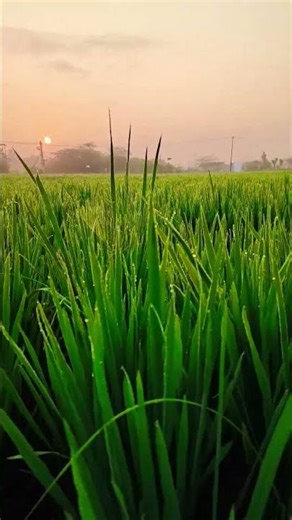 🌾 Beautiful Paddy Field | Nature Farming View