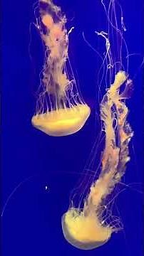 Beautiful Jellyfish 🪼✨ | Relaxing Underwater World