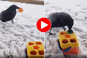 Viral Video: Intelligent Crow Solves Shape Puzzle to Get Treats. Watch Adorable Clip