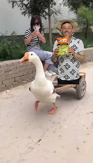 Duck Duck Duck | duck