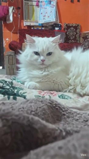 princess of my house #viral #cat #kitten #cutecat #trending