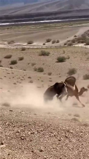 Bear Attacks Camel on Hillside — Caught on Phone Camera