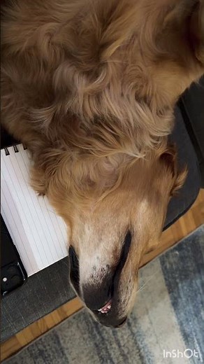 Ruby’s snore-o-clock is officially ON. How does something this tiny sound like a sleepy tractor? 😂