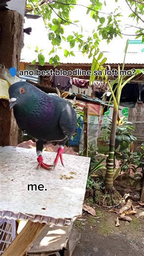 Kalapati Birds of the Philippines