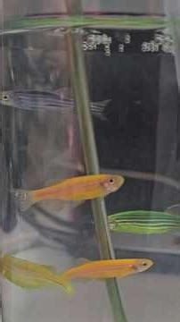 My 3D Printer Hatched Baby Fish #3DPrinting #BabyFish #ZebraFish #DIY