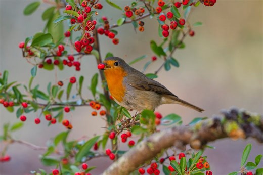Comment accueillir les oiseaux pour nidifier dans le jardin ?