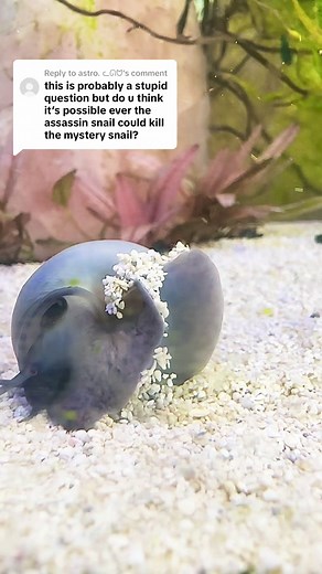 Replying to @astro. ᓚᘏᗢ I’ve always kept assassin snails and mystery snails together, this is the first time I’ve seen this happen 😭 Luckily everyone was fine 🤗 #assassin #assassinsnail #mystery #mystersnail #snail #aquarium