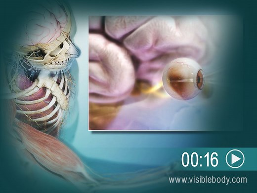 Nervous System Overview