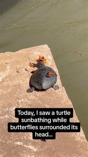 Explaining the viral turtle video🐢 | Hank Green