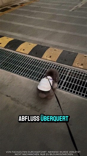 This little puppy was afraid to jump over the drain 🥹🐶