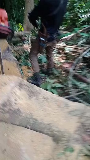 Tree Cutting Techniques: Safe Chainsaw Usage in Forests