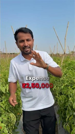 Tomato Farming की PROFIT Key 🍅👉 Link Pin Comment में 🔗 #indianfarmer #shorts