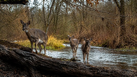 Camera trap shows deer family traveling through hidden waterway
