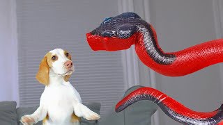 Dog saves puppy from giant snake prank funny Indie, Maymo & Potpie