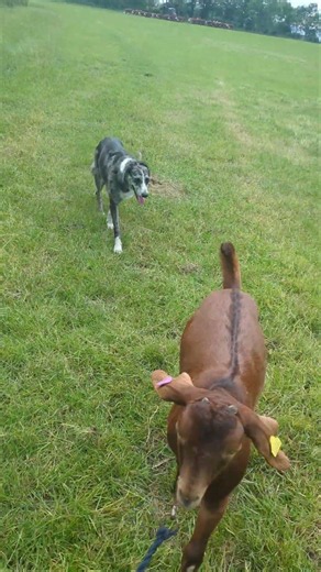 taking me goat for a walk