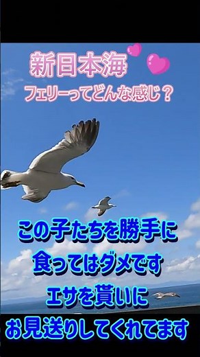 [Ferry Video] What’s the deal with Shin Nihonkai Ferry?