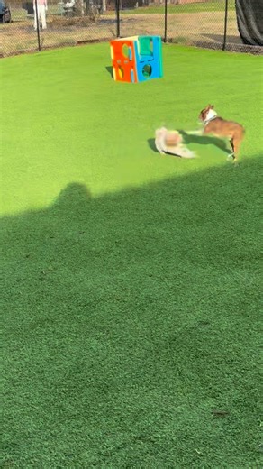 Welcome Reuben to Board & Train! 🎓🐾 Bonnie immediately started showing off her zoomie skills and before long, he couldn’t resist joining in. He wasn’t quite fast enough to catch her this time 😂 ➡️Curious about our Board & Train options? DM us or go to the link in bio to learn more! | For Social Graces Dog Training and Services