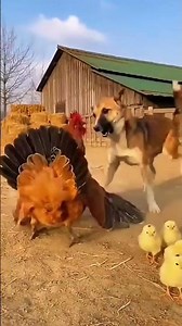 Dog vs Hen: The Most Unexpected Fight Caught on Camera. #hen #dogvideos