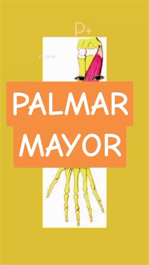 Músculo Palmar Mayor: Anatomía y Funciones