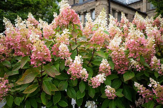 How To Care For 'Strawberry Sundae' Hydrangeas