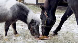 Mighty Aristides the miniature horse celebrates his birthday