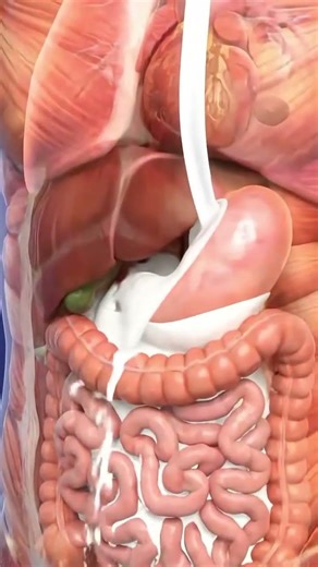 Drink A milk inside Human body