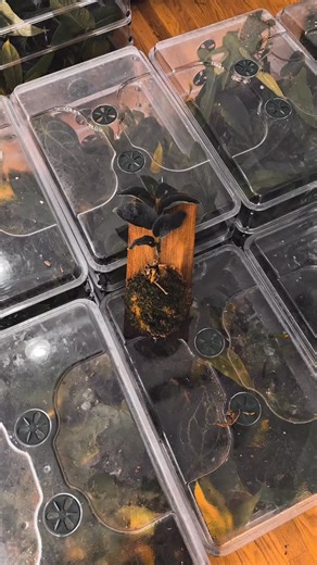 Silver so sharp it looks etched, not grown. 🌿✨ #rarearoid #plantcollecting #tropicals | TWP Tropical