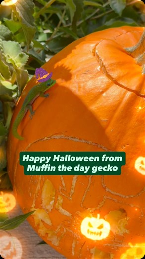 gecko | Happy Halloween from Muffin the day gecko #gecko #lizard #reptile #cuteanimals #funnyreels #halloween | Instagram