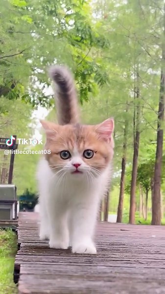 Cute Baby Kittens Meowing Videos Compilation | Adorable Small Cats