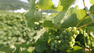 Naples packs a punch with culinary offerings